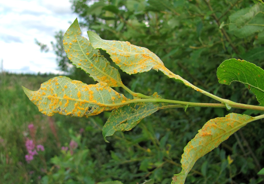 Изображение особи Salix caprea.