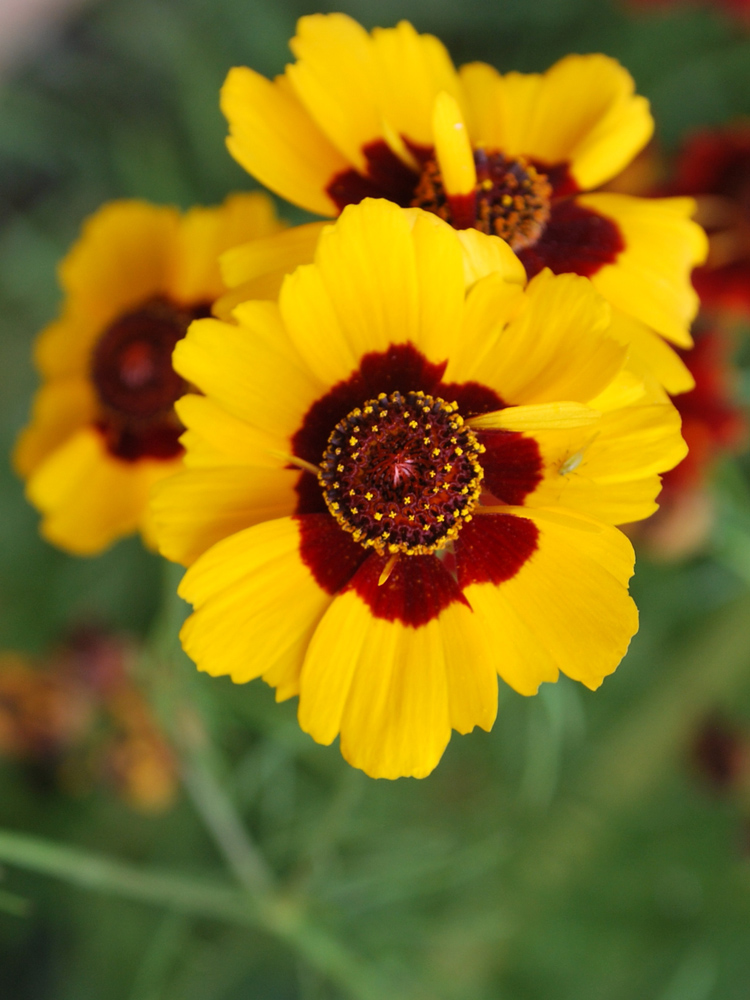 Image of Coreopsis tinctoria specimen.