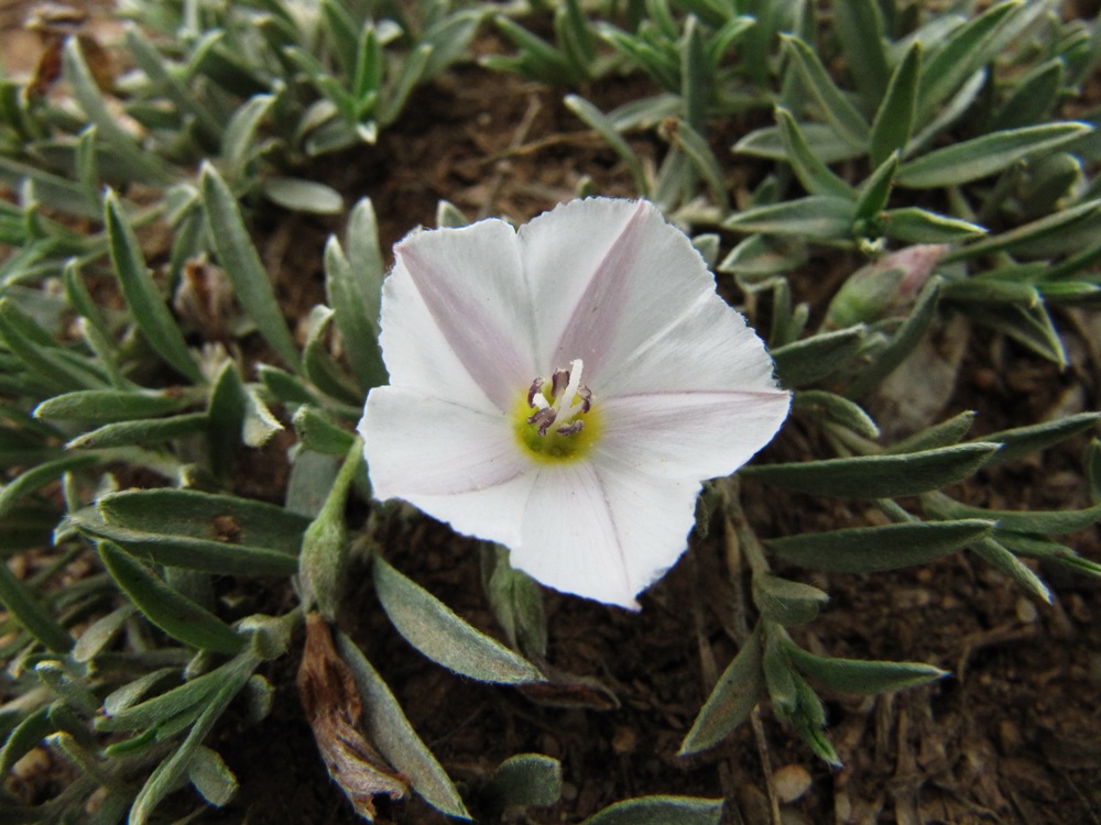 Изображение особи Convolvulus ammannii.