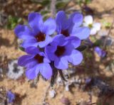 Image of taxon representative. Author is Марина Рыбка
