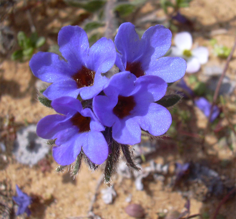 Image of Alkanna tinctoria specimen.