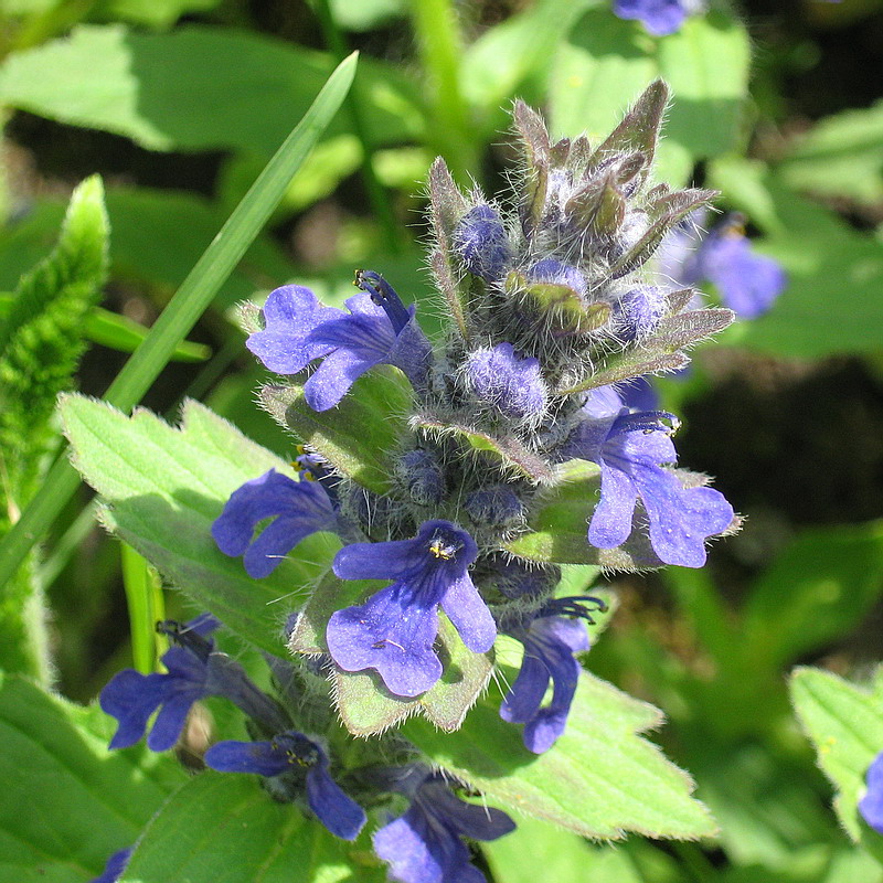 Изображение особи Ajuga genevensis.