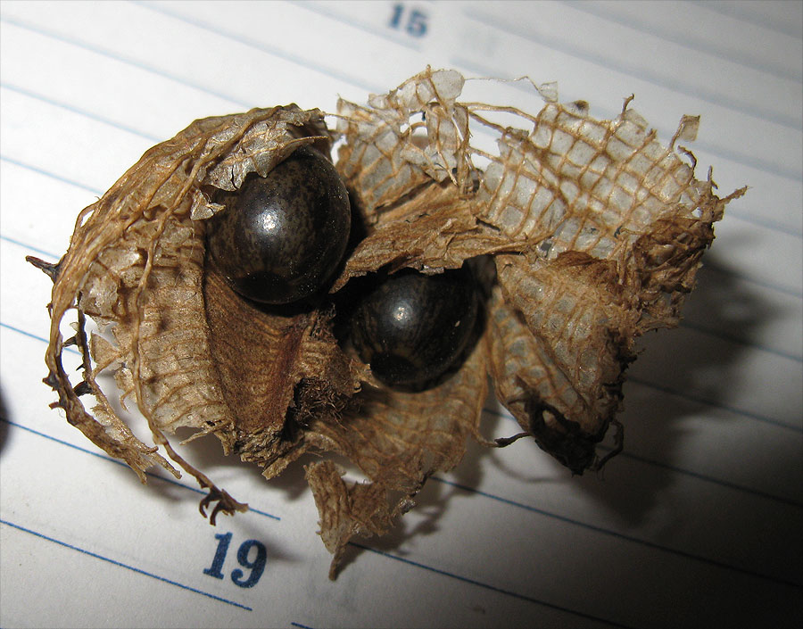 Image of genus Canna specimen.