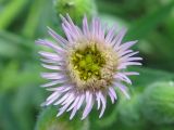 Erigeron podolicus