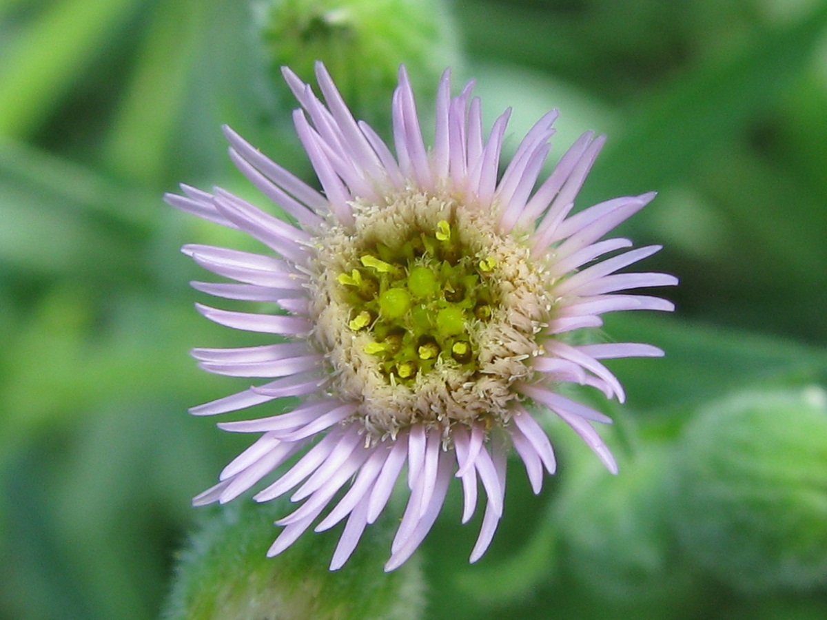 Image of Erigeron podolicus specimen.