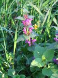 Lamium maculatum. Цветущее растение. Украина, г. Харьков, Карповский сад. 24.04.2012.