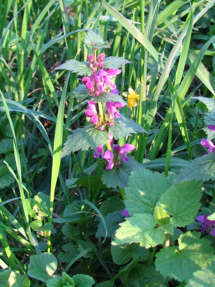 Image of Lamium maculatum specimen.