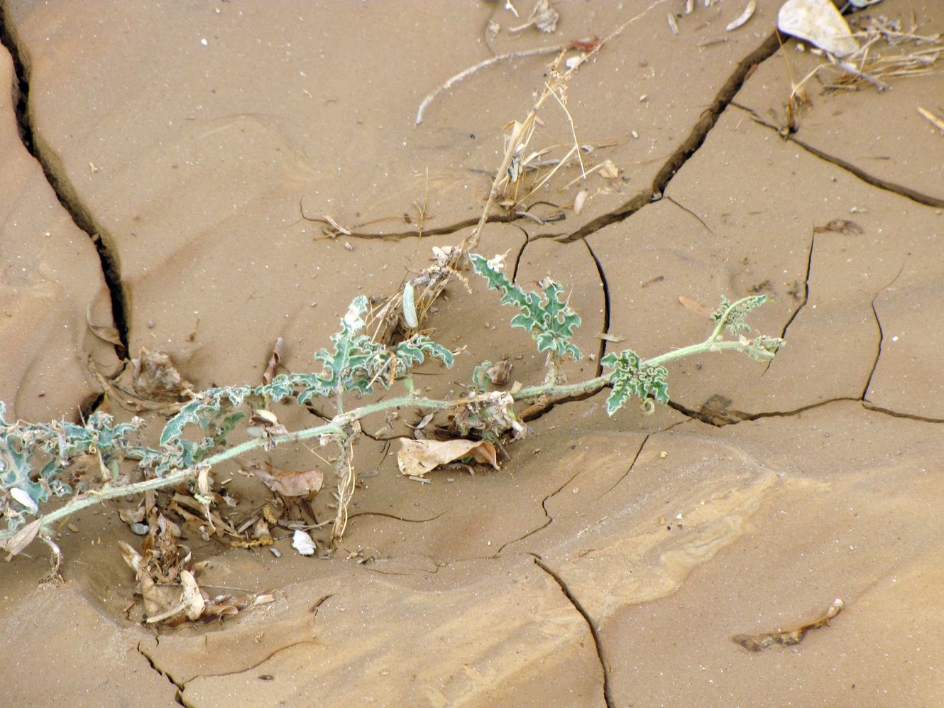 Image of Citrullus colocynthis specimen.