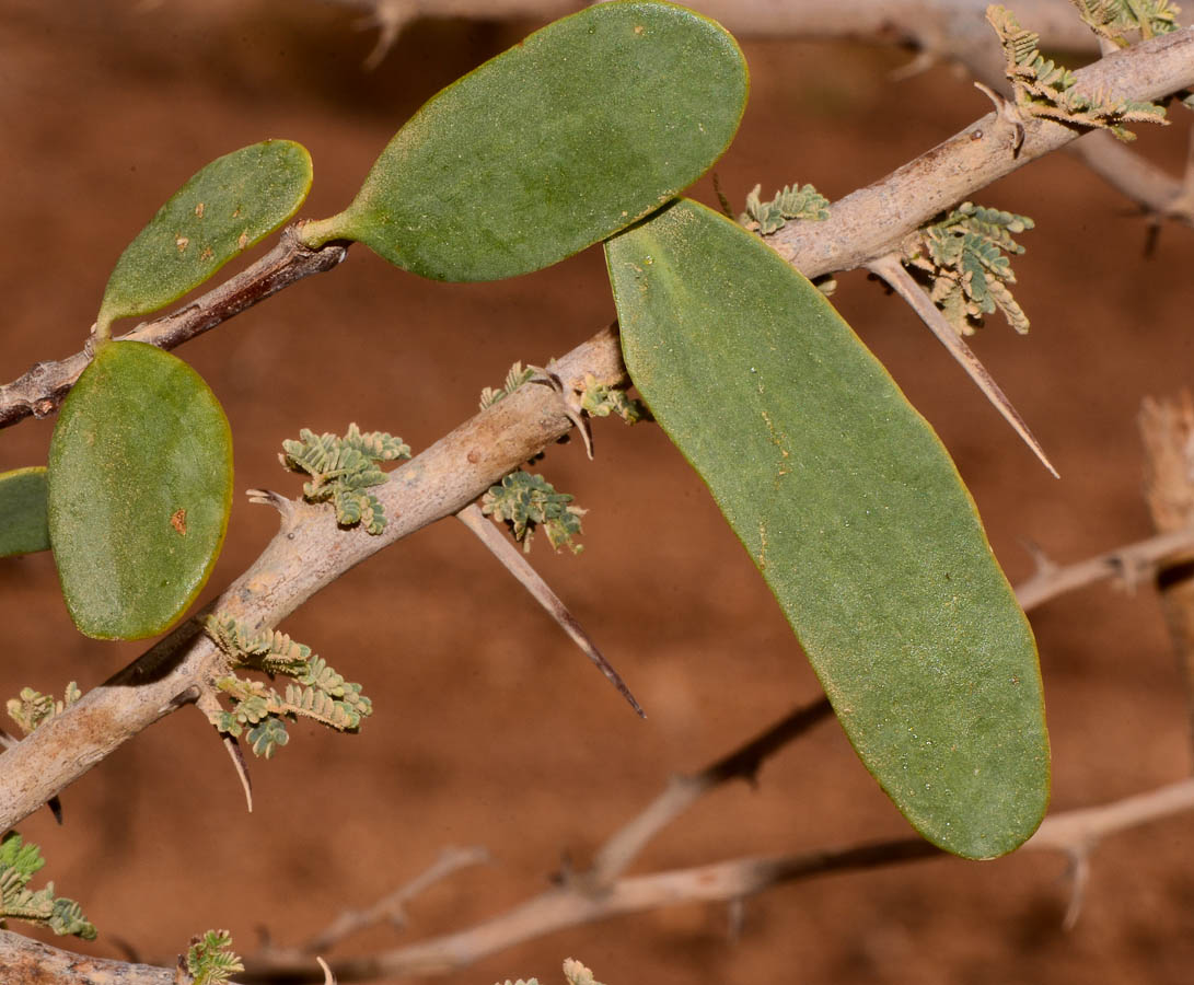 Изображение особи Plicosepalus acaciae.