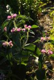 Phlomis majkopensis