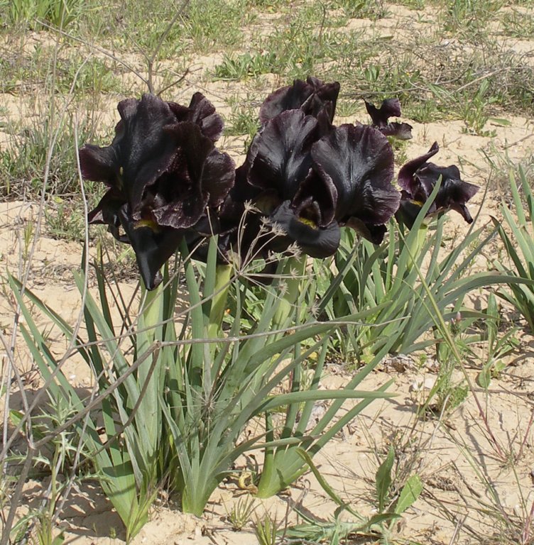 Изображение особи Iris atrofusca.