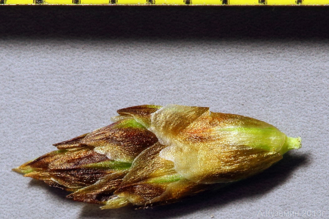 Image of Carex stenophylla specimen.