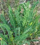 Astragalus tanaiticus