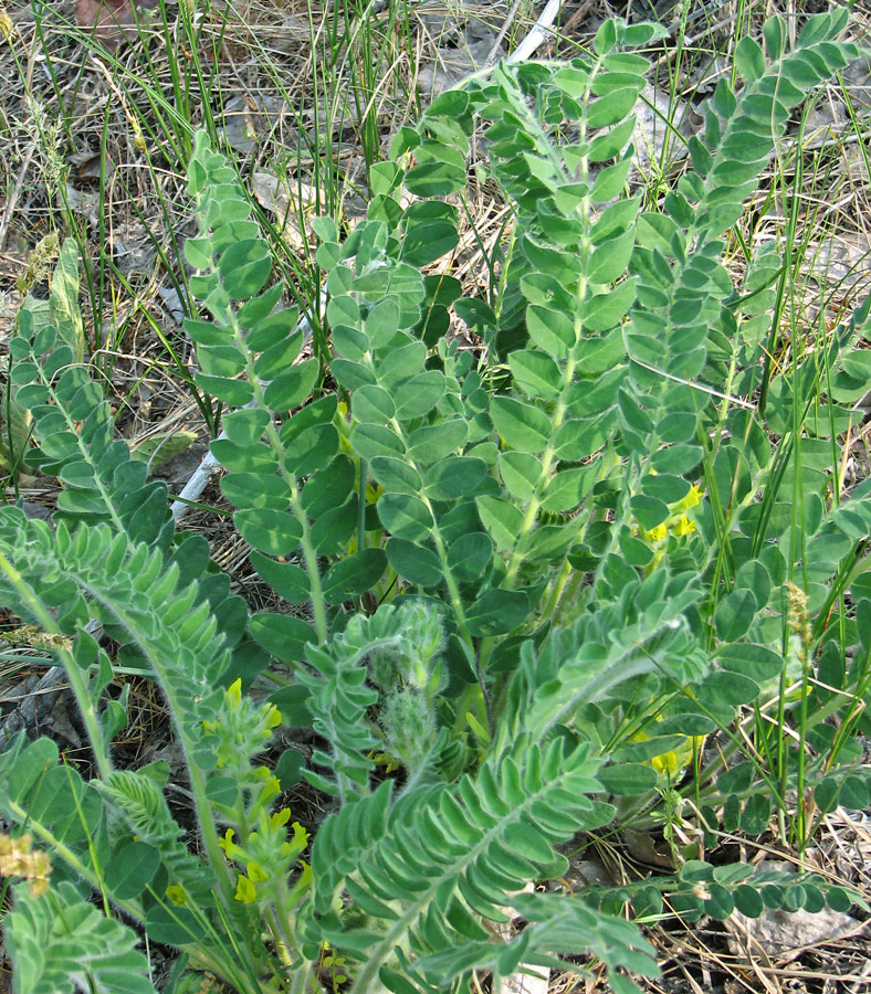 Изображение особи Astragalus tanaiticus.