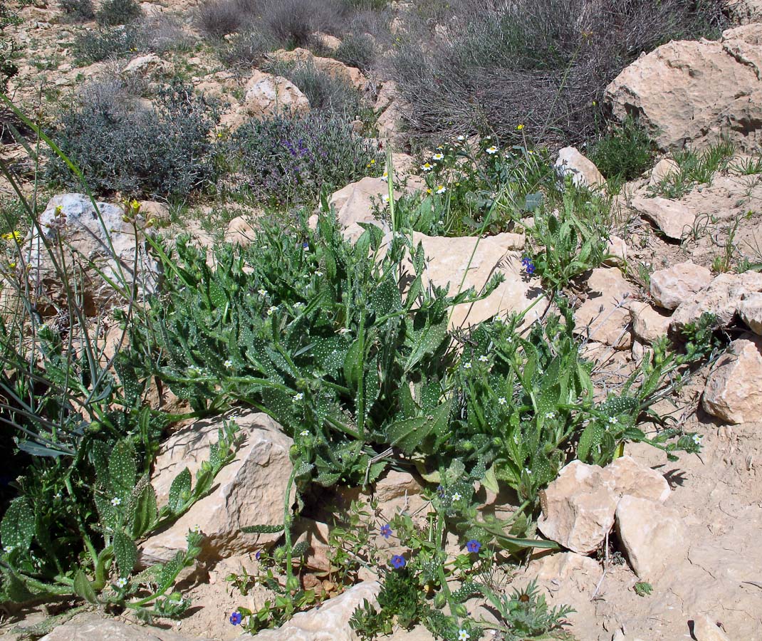 Image of Anchusa milleri specimen.