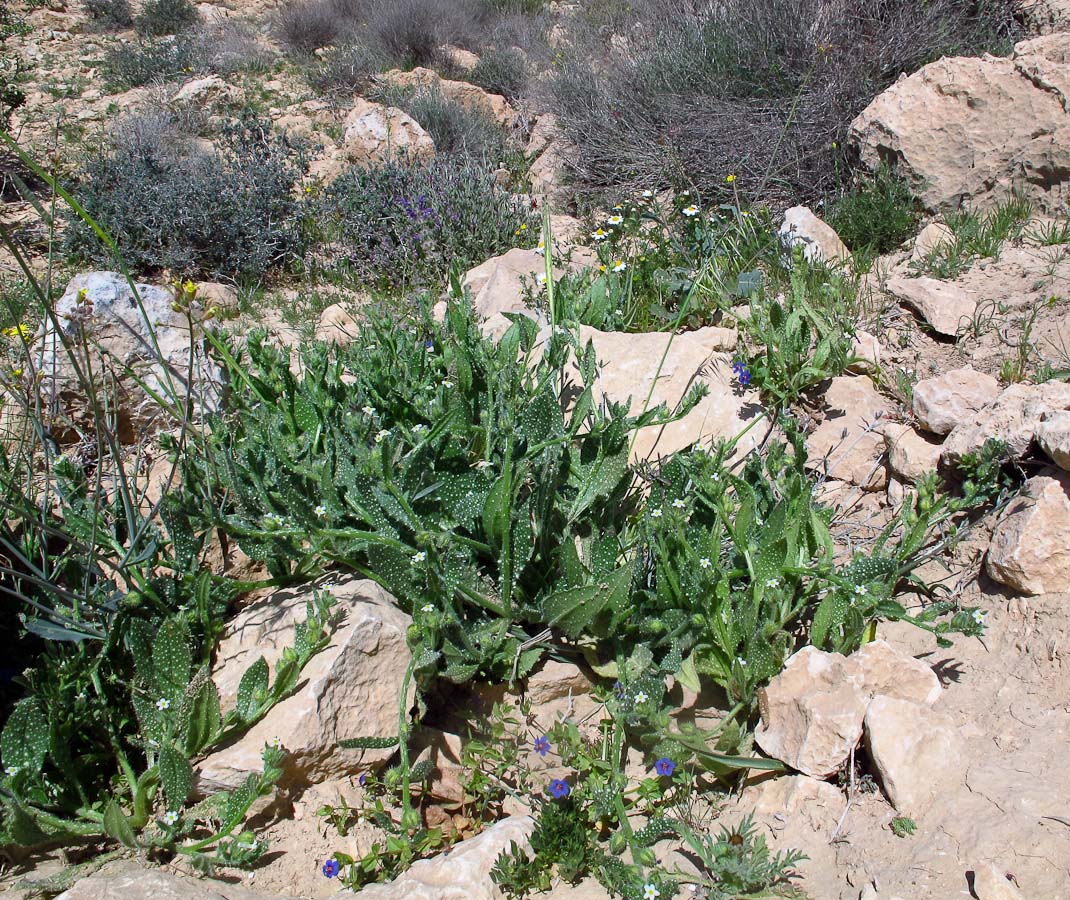 Изображение особи Anchusa milleri.