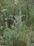 Tanacetum crassipes. Растение с распускающимися соцветиями. Казахстан, Восточно-Казахстанская обл.; Западный Алтай, скл. Ульбинского хребта, окр. с. Ушановское. 12.05.2013.