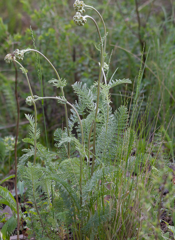 Изображение особи Tanacetum crassipes.