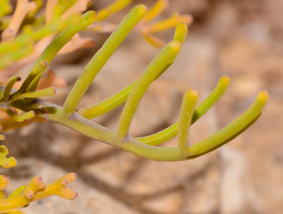 Изображение особи Pseuderucaria clavata.