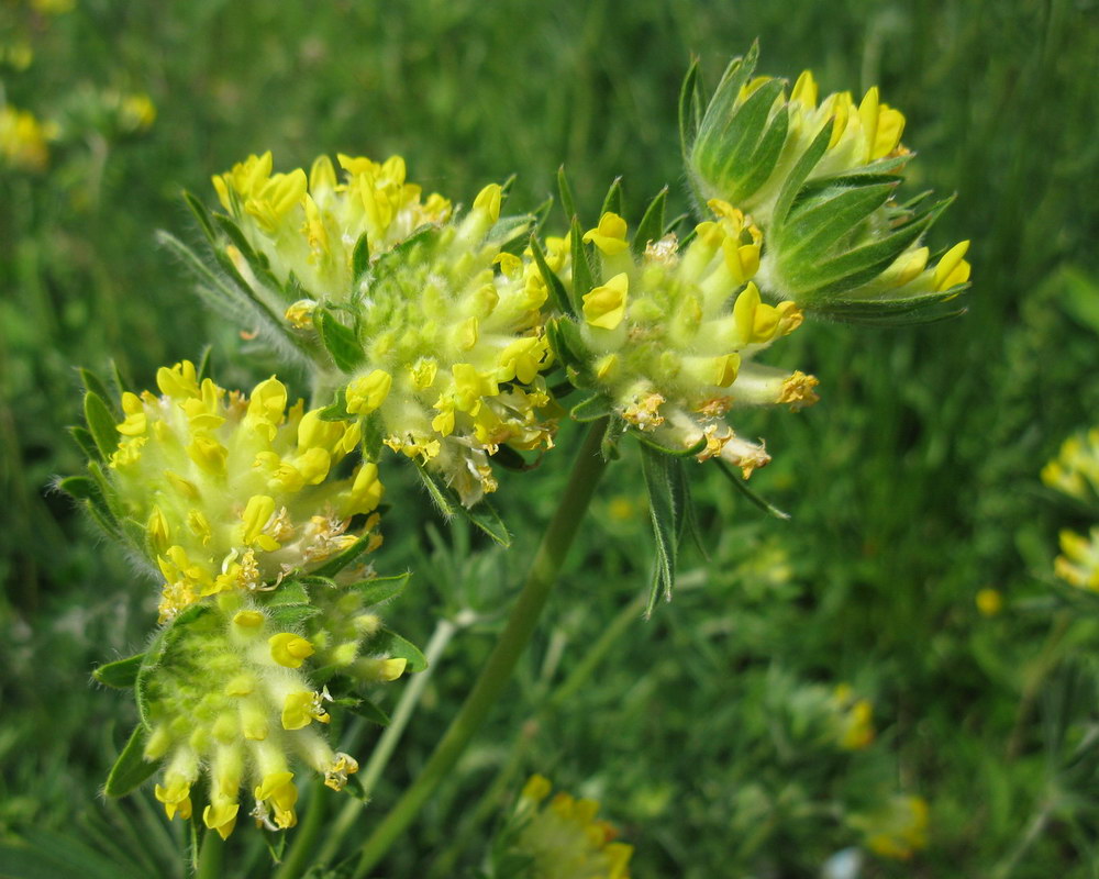 Image of Anthyllis macrocephala specimen.