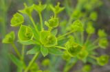 Euphorbia