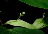 Tilia nasczokinii