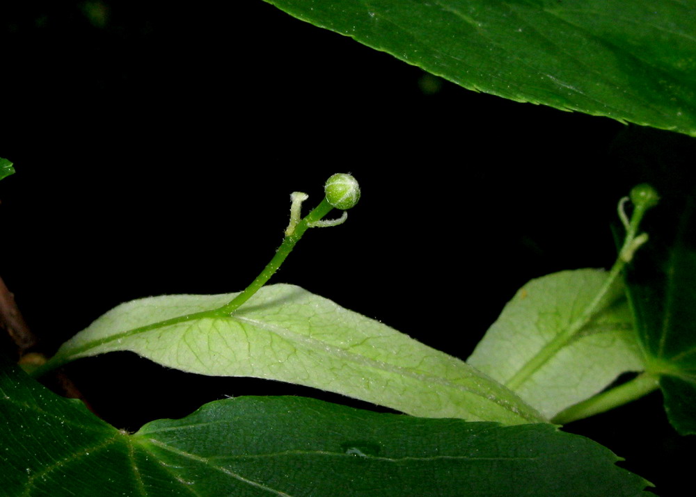 Image of Tilia nasczokinii specimen.