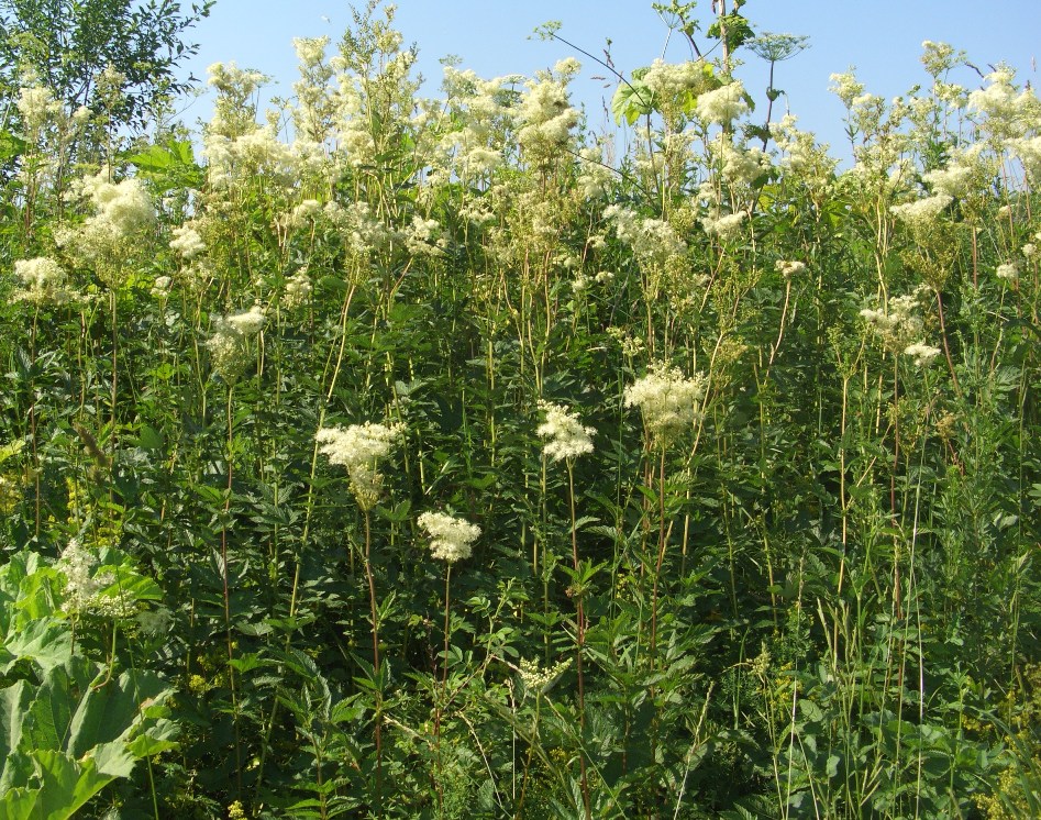 Image of Filipendula ulmaria specimen.