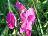 Lathyrus tuberosus
