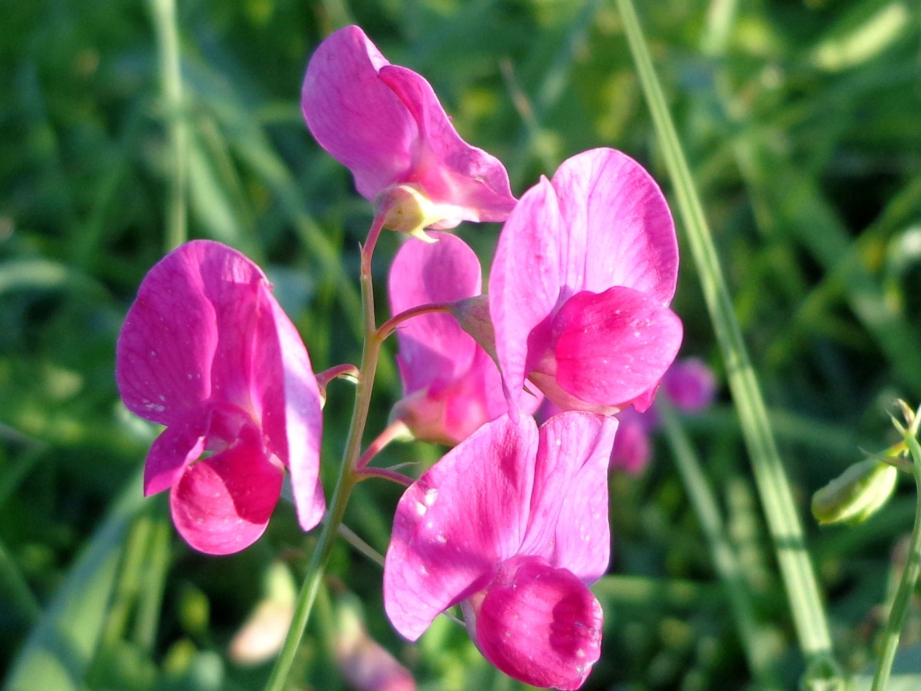 Image of Lathyrus tuberosus specimen.