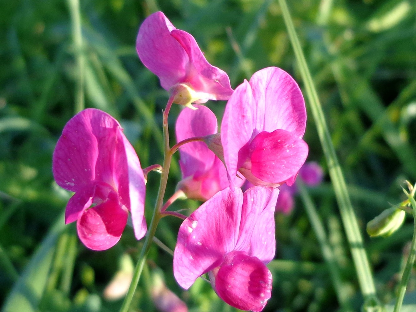 Изображение особи Lathyrus tuberosus.