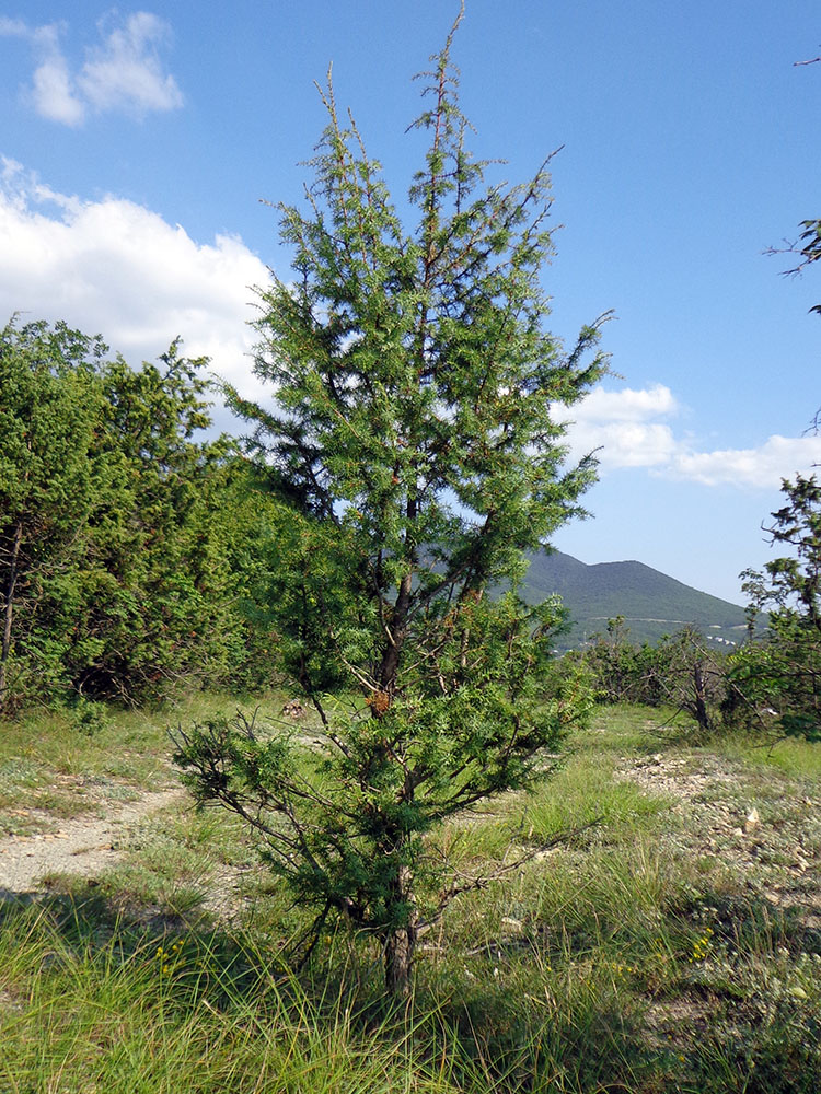 Изображение особи Juniperus deltoides.