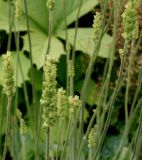 Heuchera cylindrica