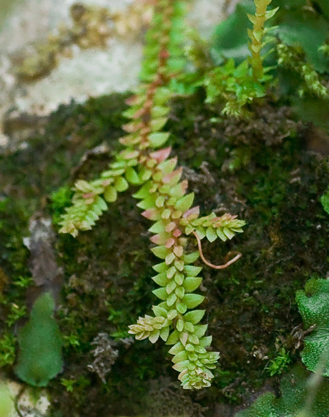 Image of Selaginella helvetica specimen.