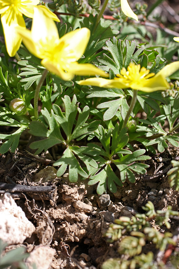 Изображение особи Anemone petiolulosa.