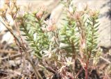 Sedum pallidum