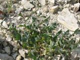 Coronilla scorpioides. Вегетирующее растение на выработке карьера. Краснодарский край, Абинский р-н, окр. ст. Шапсугская, известняковый карьер. 18.08.2013.