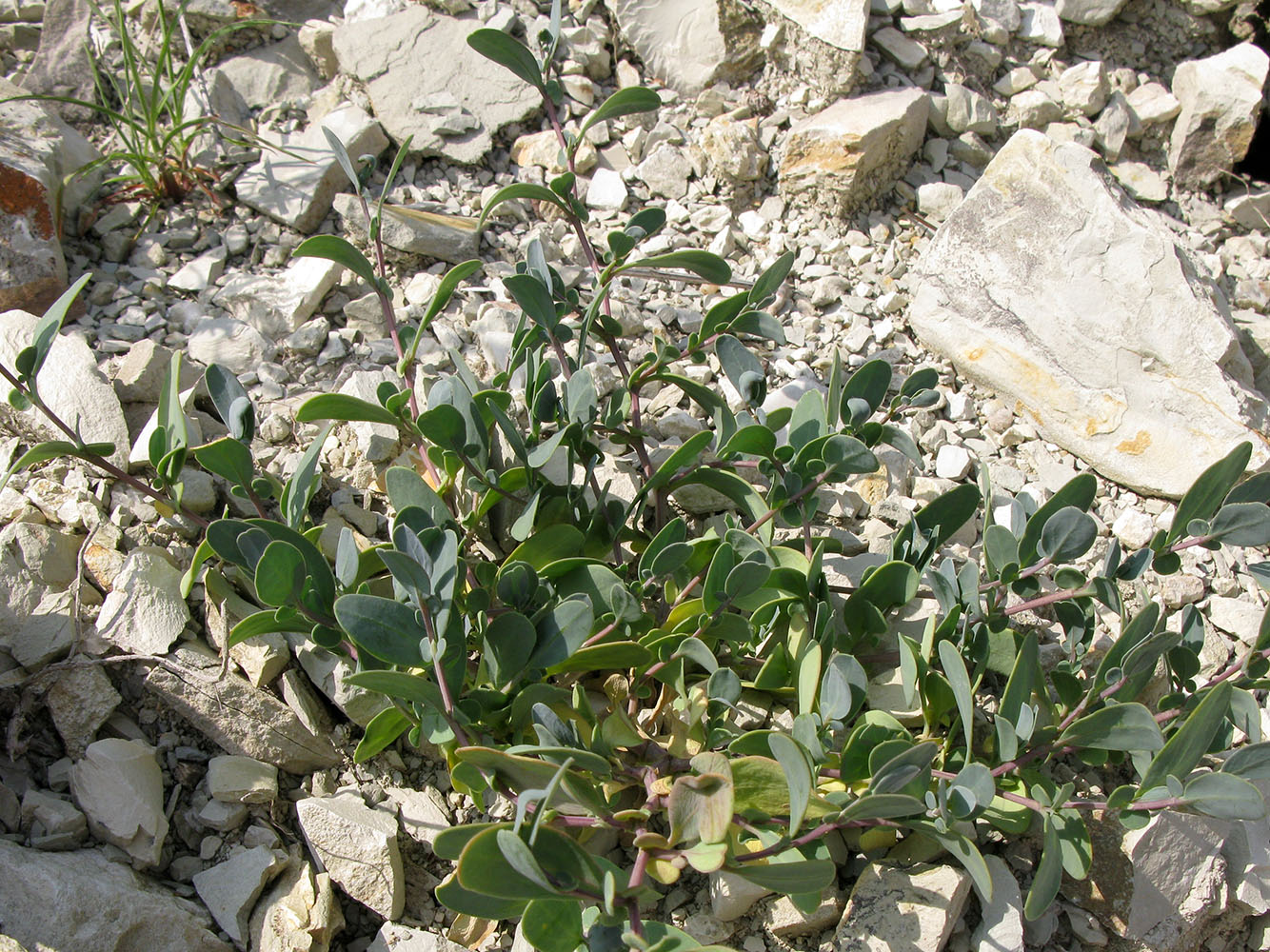 Image of Coronilla scorpioides specimen.