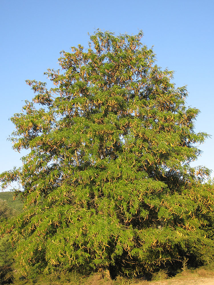 Изображение особи Gleditsia triacanthos.