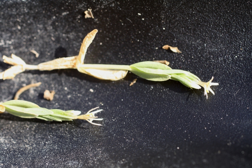 Image of Centaurium meyeri specimen.