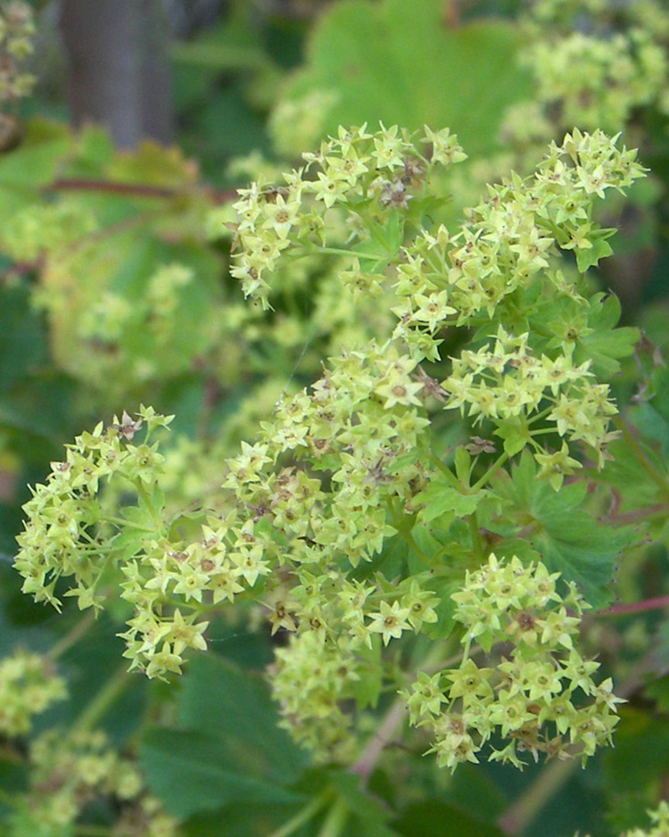 Изображение особи Alchemilla persica.