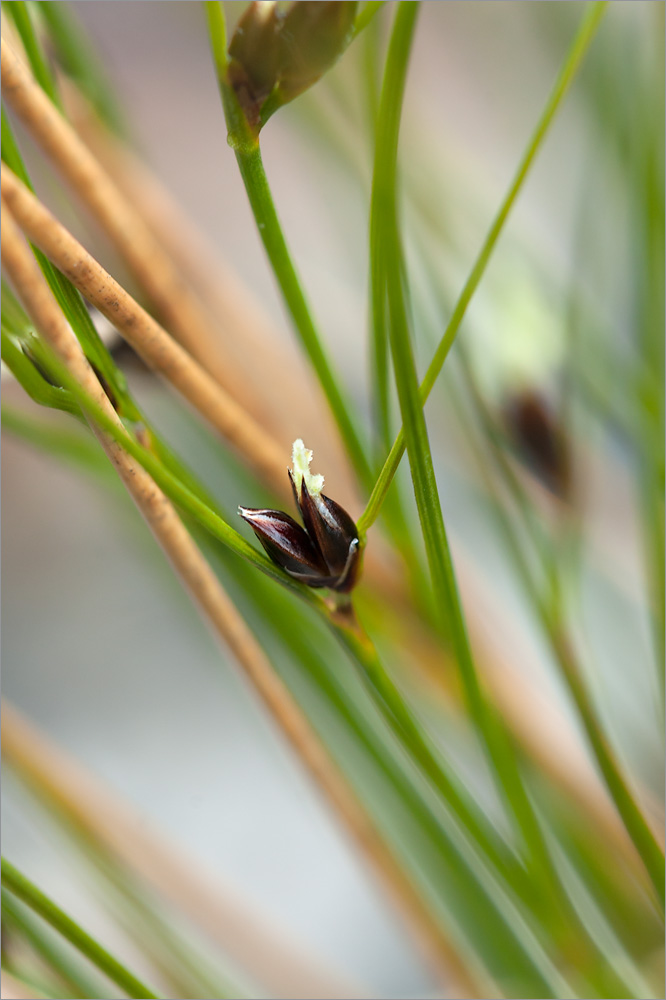 Изображение особи Juncus trifidus.