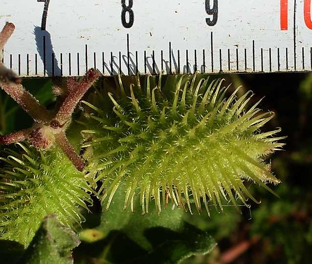 Image of Xanthium orientale specimen.
