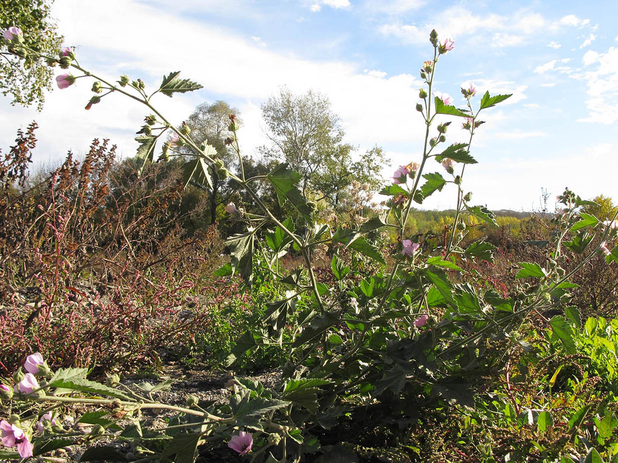 Image of Althaea armeniaca specimen.