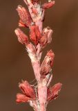 Polygonum equisetiforme