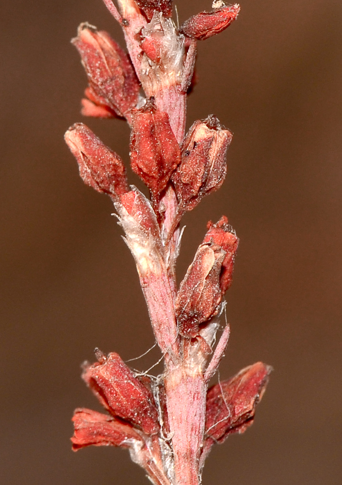 Image of Polygonum equisetiforme specimen.