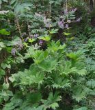 Aconitum septentrionale