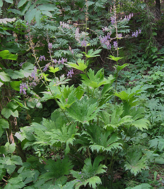 Изображение особи Aconitum septentrionale.