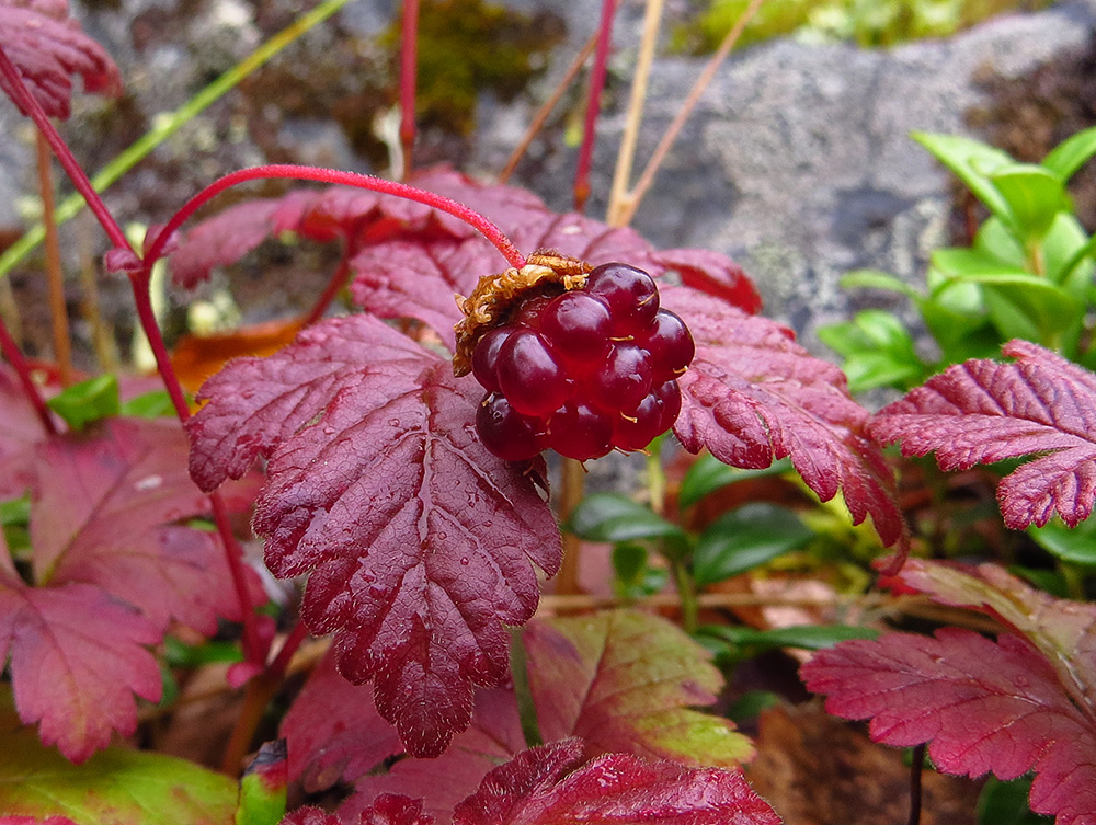 Image of Rubus arcticus specimen.