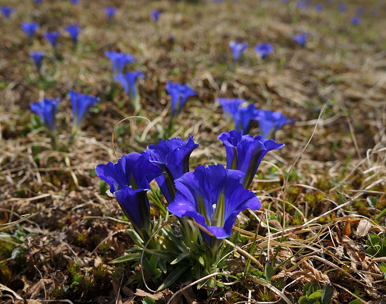 Изображение особи Gentiana grandiflora.